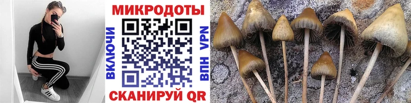 Купить где  Карабулак  Галлюциногенные грибы мицелий 